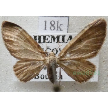 Eupithecia immundata (Lienig, 1846) Czech18k